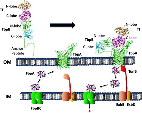 FbpA — A bacterial transferrin with more to offer